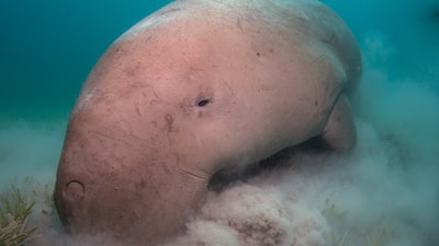 米黄色海洋生物水下摄影